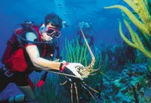 why-scuba-diving-charters-in-islamorada-are-a-must-do-in-the-florida-keys