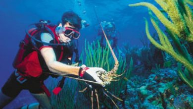 why-scuba-diving-charters-in-islamorada-are-a-must-do-in-the-florida-keys