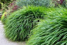 lomandra-lime-tuff:-the-perfect-low-maintenance-grass-for-stunning-nz-gardens