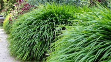 lomandra-lime-tuff:-the-perfect-low-maintenance-grass-for-stunning-nz-gardens